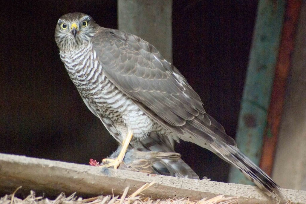 falco_sparviero