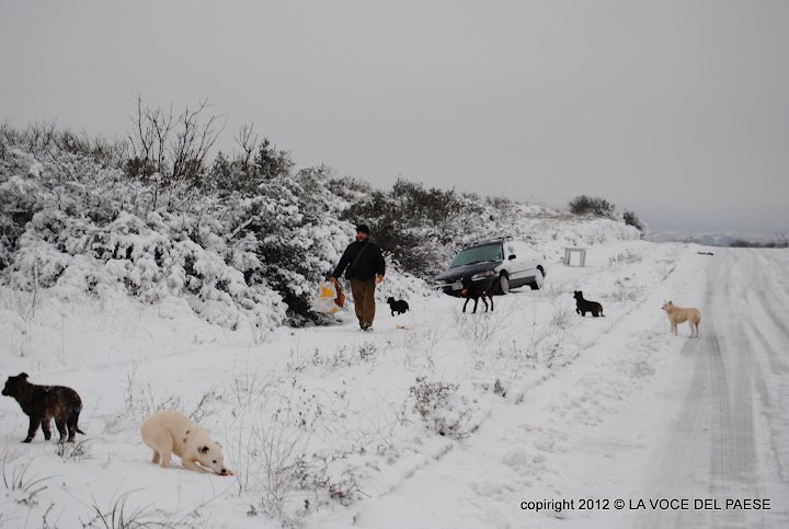 cani affamati nella neve