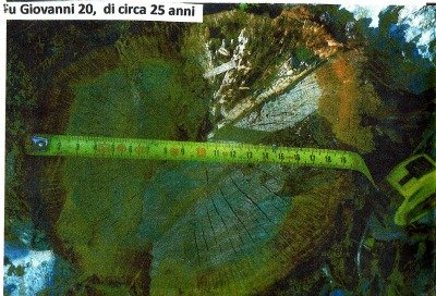 querce tagliate 2