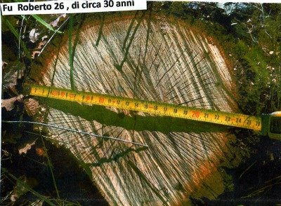 querce tagliate 3