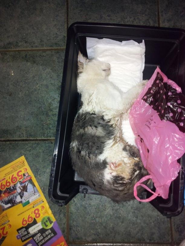 1425744 456986267745486 1082461949 n