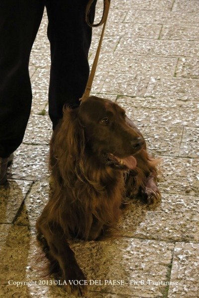 festa di santantonio 4