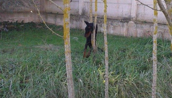 cane incastrato
