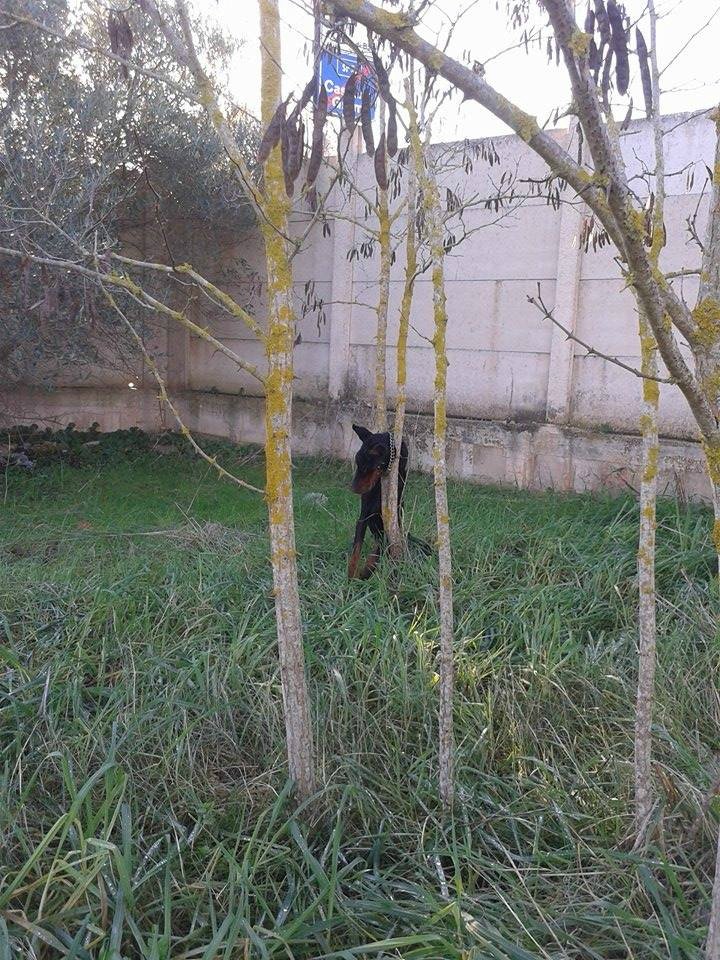 cane incastrato grande