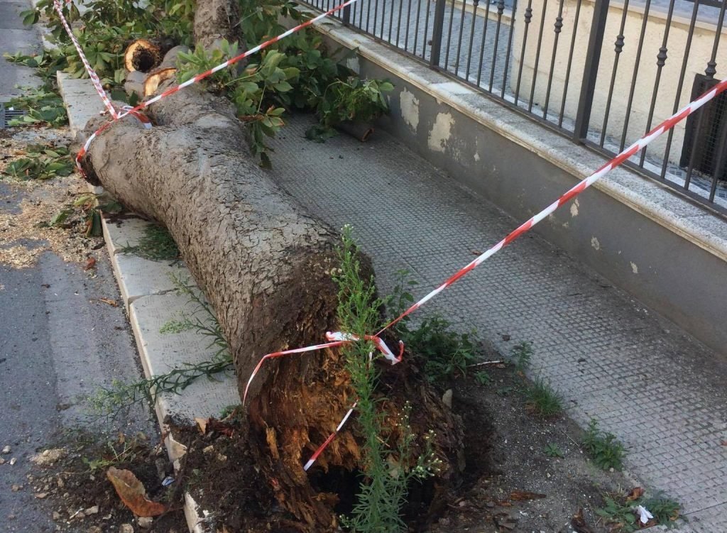albero caduto via sannicandro